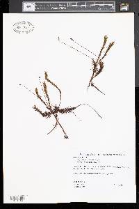 Polytrichum commune image