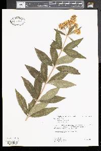 Lysimachia punctata image