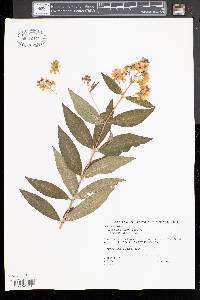 Lysimachia vulgaris image