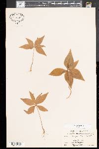 Trientalis borealis image