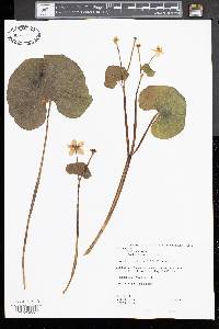 Caltha palustris image