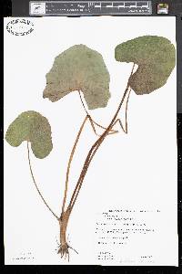 Caltha palustris image