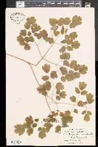 Thalictrum dioicum image