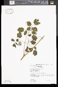 Thalictrum pubescens image