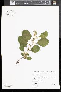 Frangula alnus image