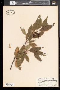 Prunus pensylvanica image