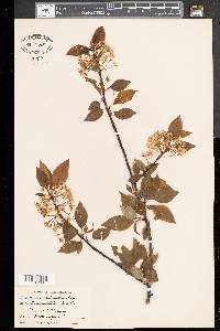 Prunus pensylvanica image