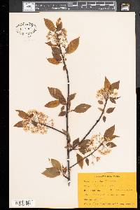 Prunus pensylvanica image