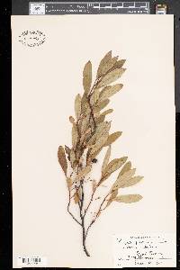 Prunus pumila image