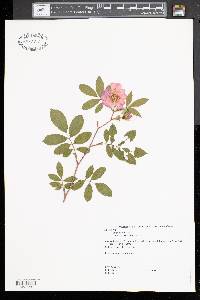 Rosa blanda image