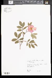 Rosa palustris image