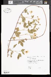 Rubus flagellaris image