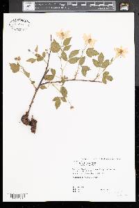 Rubus flagellaris image