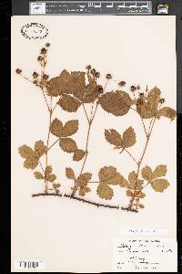 Rubus flagellaris image