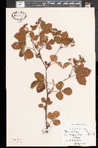 Rubus flagellaris image