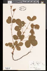 Rubus hispidus image