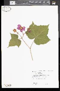 Rubus odoratus image