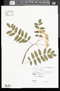 Sorbus decora image