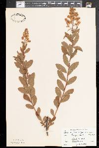 Spiraea salicifolia image