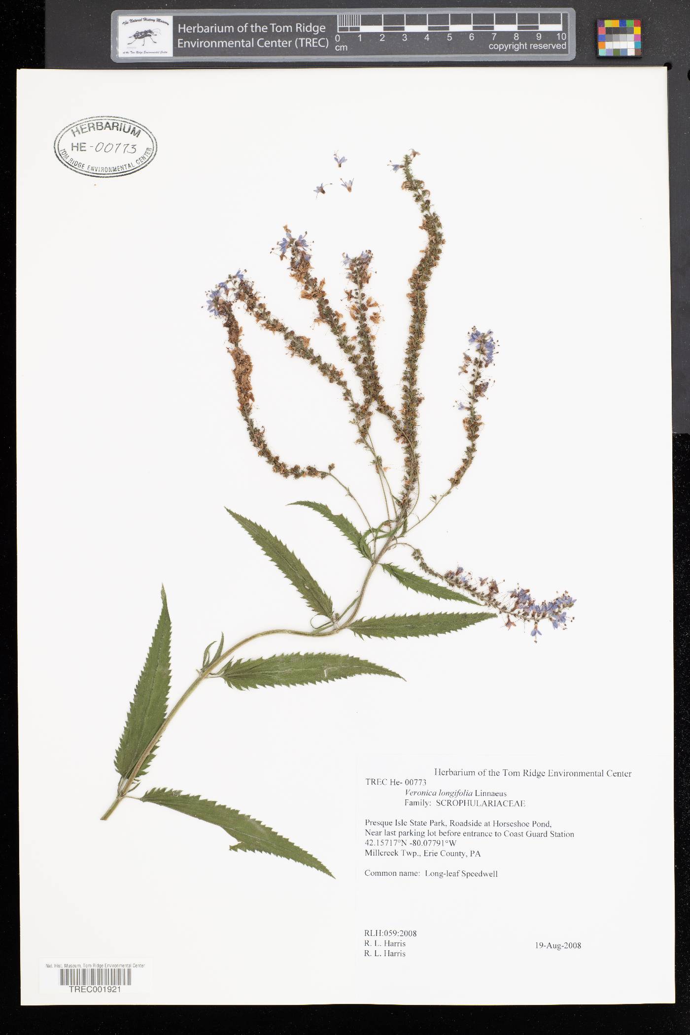 Veronica longifolia image