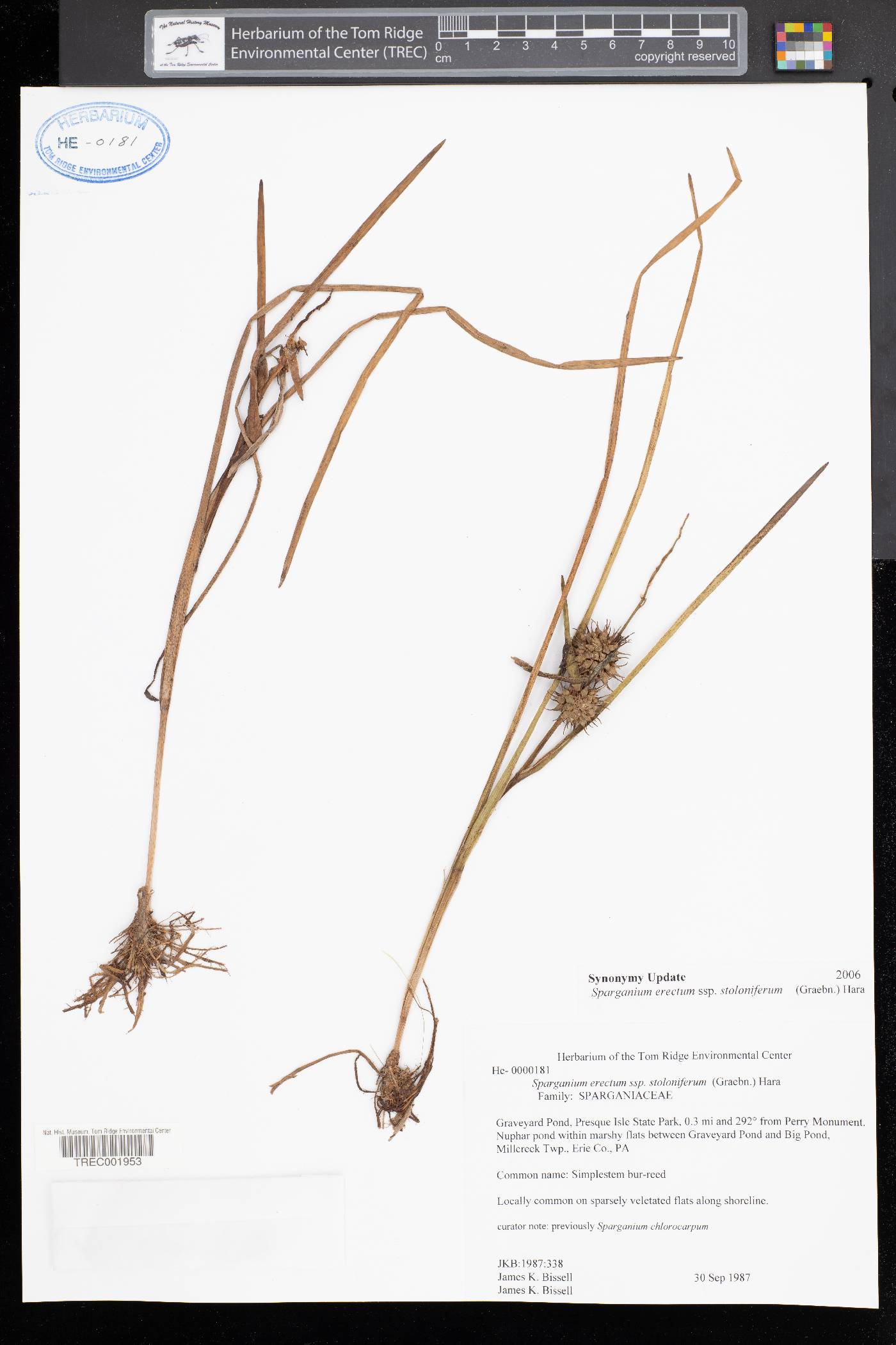 Sparganium erectum subsp. stoloniferum image