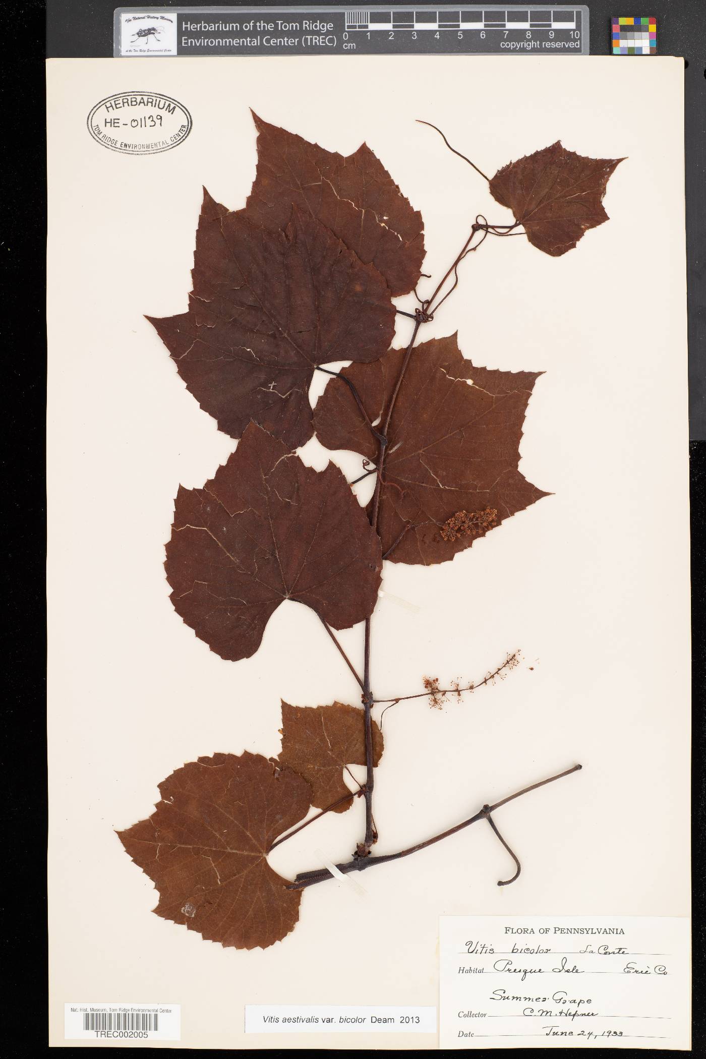 Vitis aestivalis var. bicolor image