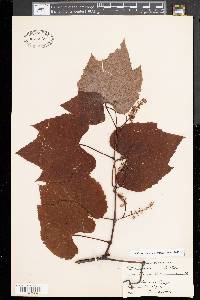 Vitis aestivalis var. bicolor image