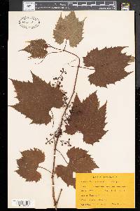 Vitis vulpina image