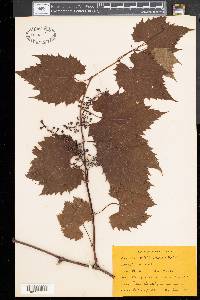 Vitis vulpina image