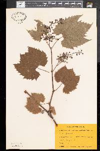 Vitis vulpina image