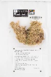 Sphagnum fimbriatum image