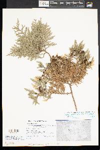 Chamaecyparis thyoides image