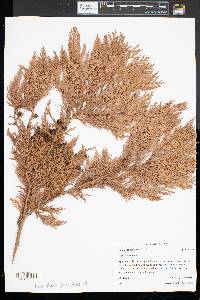 Thuja occidentalis image