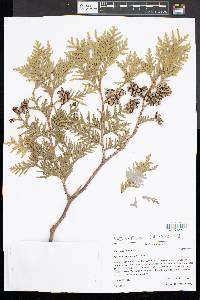 Thuja occidentalis image
