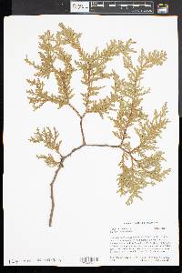 Thuja occidentalis image