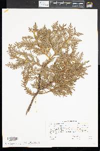 Thuja occidentalis image