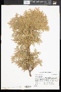 Thuja occidentalis image