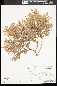 Thuja occidentalis image
