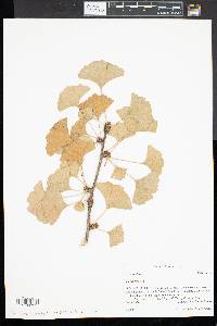 Ginkgo biloba image
