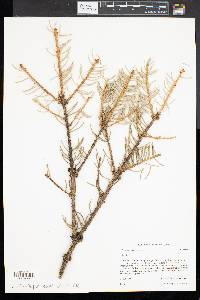 Picea pungens image