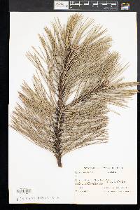 Pinus resinosa image