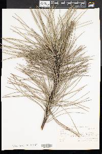Pinus resinosa image