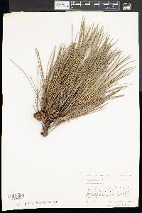 Pinus resinosa image