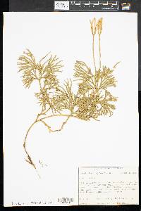 Diphasiastrum complanatum image