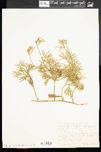 Diphasiastrum complanatum image