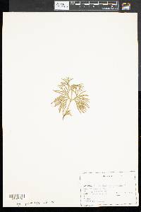 Diphasiastrum complanatum image