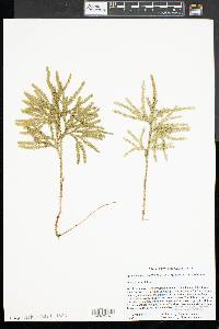 Dendrolycopodium hickeyi image
