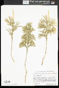 Dendrolycopodium hickeyi image