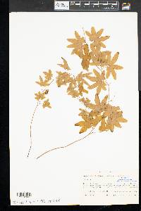 Lygodium palmatum image