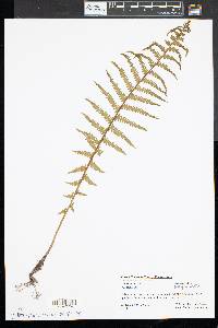 Matteuccia struthiopteris image
